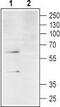 Complement C3a Receptor 1 antibody, TA328630, Origene, Western Blot image 