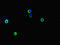 A-Raf Proto-Oncogene, Serine/Threonine Kinase antibody, LS-C677155, Lifespan Biosciences, Immunofluorescence image 