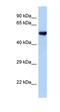 E2F Transcription Factor 7 antibody, orb330518, Biorbyt, Western Blot image 