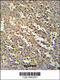 SWIM-Type Zinc Finger 7 Associated Protein 1 antibody, 61-970, ProSci, Immunohistochemistry paraffin image 