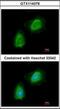 Gelsolin antibody, orb89956, Biorbyt, Immunofluorescence image 