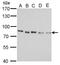 ASE-1 antibody, GTX629115, GeneTex, Western Blot image 