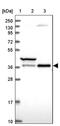 Transcription Elongation Factor A1 antibody, PA5-60510, Invitrogen Antibodies, Western Blot image 