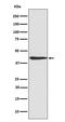 CAMP Responsive Element Binding Protein 1 antibody, M00577, Boster Biological Technology, Western Blot image 