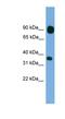 Protocadherin Beta 15 antibody, NBP1-56997, Novus Biologicals, Western Blot image 