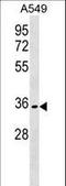 Olfactory Receptor Family 51 Subfamily B Member 6 antibody, LS-C158479, Lifespan Biosciences, Western Blot image 