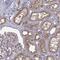 Arylsulfatase E antibody, NBP2-68904, Novus Biologicals, Immunohistochemistry paraffin image 