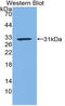 Kallikrein 1 antibody, LS-C298269, Lifespan Biosciences, Western Blot image 