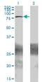 Zinc Finger And BTB Domain Containing 33 antibody, H00010009-M01, Novus Biologicals, Western Blot image 