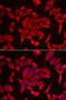Solute Carrier Family 20 Member 2 antibody, 22-451, ProSci, Immunofluorescence image 