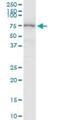 Mannan Binding Lectin Serine Peptidase 2 antibody, H00010747-D01P, Novus Biologicals, Western Blot image 