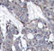 Heat Shock Protein Family B (Small) Member 1 antibody, STJ22182, St John