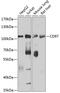 Adhesion G Protein-Coupled Receptor E5 antibody, GTX64426, GeneTex, Western Blot image 