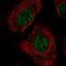 Arginine And Serine Rich Protein 1 antibody, HPA067651, Atlas Antibodies, Immunocytochemistry image 