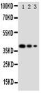 GATA Binding Protein 2 antibody, PA1884, Boster Biological Technology, Western Blot image 