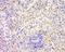 Family With Sequence Similarity 3 Member D antibody, orb183253, Biorbyt, Immunohistochemistry paraffin image 