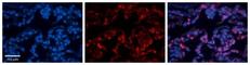 Folate Receptor Alpha antibody, NBP1-69363, Novus Biologicals, Immunocytochemistry image 