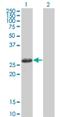 Testis Specific Serine Kinase 3 antibody, H00081629-M02, Novus Biologicals, Western Blot image 