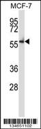 Nemo Like Kinase antibody, MBS9210465, MyBioSource, Western Blot image 