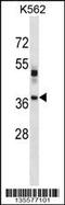 Visual system homeobox 1 antibody, 58-377, ProSci, Western Blot image 