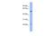 Poly(A) Binding Protein Cytoplasmic 1 Like 2B antibody, PA5-41733, Invitrogen Antibodies, Western Blot image 