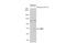 Guanylate Binding Protein 5 antibody, NBP1-32520, Novus Biologicals, Western Blot image 