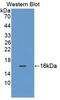 Growth Differentiation Factor 11 antibody, abx130722, Abbexa, Western Blot image 