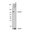 Heat Shock Protein 90 Alpha Family Class B Member 1 antibody, MAB32861, R&D Systems, Western Blot image 