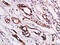 Stimulated By Retinoic Acid 6 antibody, GTX00772, GeneTex, Immunohistochemistry paraffin image 