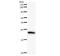 High Density Lipoprotein Binding Protein antibody, LS-C342610, Lifespan Biosciences, Western Blot image 