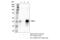 Interferon Regulatory Factor 4 antibody, 62834S, Cell Signaling Technology, Immunoprecipitation image 