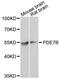 Phosphodiesterase 7B antibody, A7633, ABclonal Technology, Western Blot image 