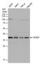 Syntaxin 17 antibody, PA5-40127, Invitrogen Antibodies, Western Blot image 