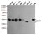 Sirtuin 6 antibody, STJ99097, St John