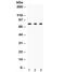 Transglutaminase 2 antibody, R32370, NSJ Bioreagents, Western Blot image 