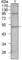 T-Box 5 antibody, abx011599, Abbexa, Western Blot image 