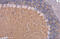 Neural Cell Adhesion Molecule 1 antibody, GTX634807, GeneTex, Immunohistochemistry paraffin image 