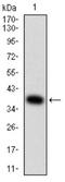 Transcription Factor AP-2 Gamma antibody, NBP2-61859, Novus Biologicals, Western Blot image 