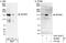 Zinc Finger And BTB Domain Containing 40 antibody, A301-932A, Bethyl Labs, Immunoprecipitation image 