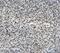 Methyltransferase Like 1 antibody, A10859-1, Boster Biological Technology, Immunohistochemistry paraffin image 