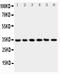 Cell Division Cycle 34 antibody, PA1444, Boster Biological Technology, Western Blot image 