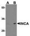 Uncharacterized protein C3orf54 antibody, TA306893, Origene, Western Blot image 