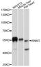 RNA Guanine-7 Methyltransferase antibody, abx126490, Abbexa, Western Blot image 