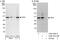 Transcription Factor AP-4 antibody, A302-761A, Bethyl Labs, Immunoprecipitation image 