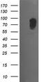 Mitogen-Activated Protein Kinase 7 antibody, LS-C785443, Lifespan Biosciences, Western Blot image 