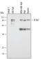 B-Raf Proto-Oncogene, Serine/Threonine Kinase antibody, MAB3424, R&D Systems, Western Blot image 