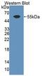 ADAMTS13 antibody, abx130604, Abbexa, Western Blot image 