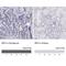 Interferon Regulatory Factor 4 antibody, NBP1-82813, Novus Biologicals, Immunohistochemistry frozen image 