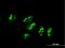 UTP3 Small Subunit Processome Component antibody, H00057050-B01P, Novus Biologicals, Immunofluorescence image 