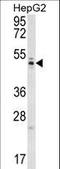 WD Repeat Domain 12 antibody, LS-C160572, Lifespan Biosciences, Western Blot image 